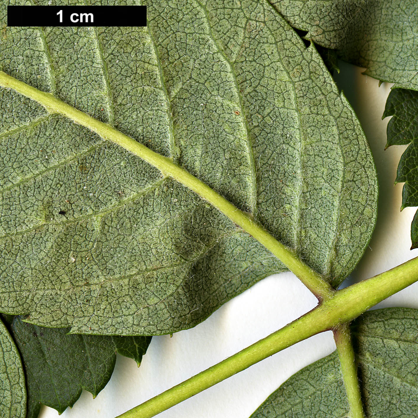 High resolution image: Family: Rosaceae - Genus: Sorbus - Taxon: aucuparia - SpeciesSub: subsp. pohuashanensis